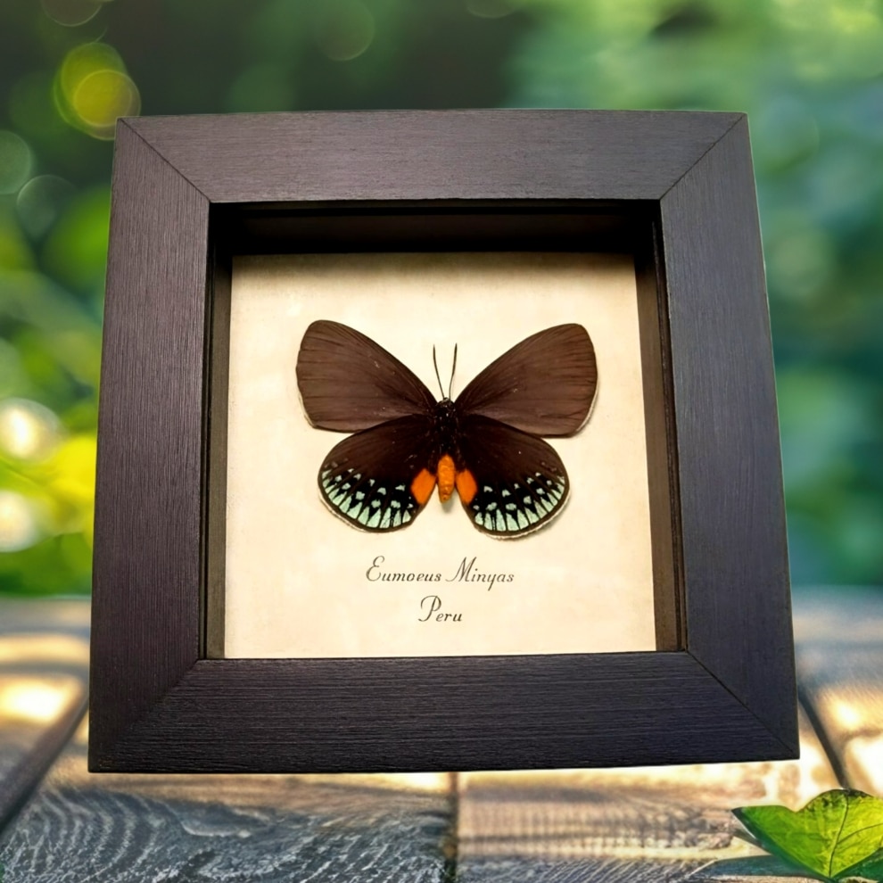 Hairstreak Butterfly Eumaeus minyas Verso Framed Taxidermy Display Hairstreak Butterfly Eumaeus minyas Verso Framed Taxidermy Display