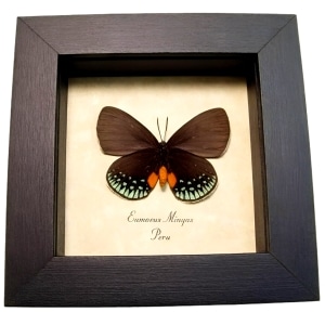 Hairstreak Butterfly Eumaeus minyas Verso Framed Taxidermy Display
