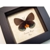 Eumaeus minyas Verso Hairstreak Butterfly Framed Taxidermy Display