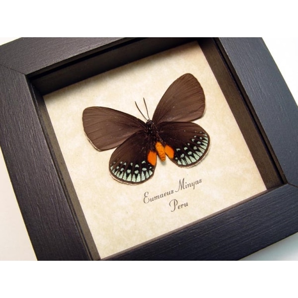 Eumaeus minyas Verso Hairstreak Butterfly Framed Taxidermy Display