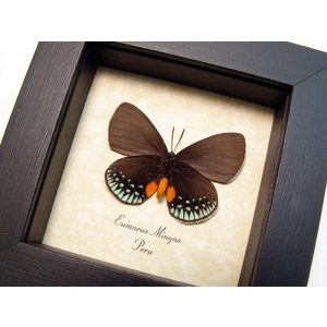 Eumaeus minyas Verso Hairstreak Butterfly Framed Taxidermy Display