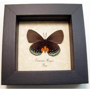 Eumaeus minyas Verso Hairstreak Butterfly Framed Taxidermy Display