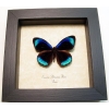 Eunica alcmena flora Metallic Blue Butterfly Framed Taxidermy Display