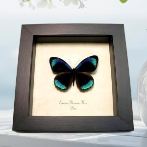Metallic Blue Butterfly Eunica alcmena flora Framed Taxidermy