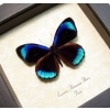 Eunica alcmena flora Metallic Blue Butterfly Framed Taxidermy Display
