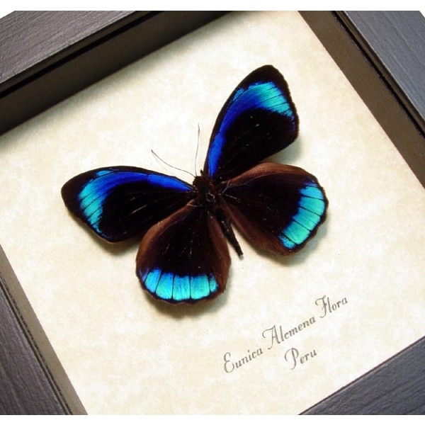 Eunica alcmena flora Metallic Blue Butterfly Framed Taxidermy Display