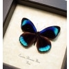 Eunica alcmena flora Metallic Blue Butterfly Framed Taxidermy Display