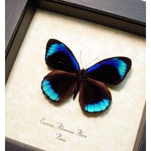 Eunica alcmena flora Metallic Blue Butterfly Framed Taxidermy Display
