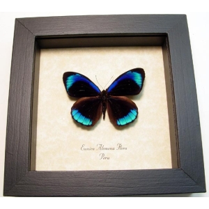 Eunica alcmena flora Metallic Blue Butterfly Framed Taxidermy Display