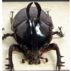 Eupatorus birmanicus Rabbit Ear Beetle Real Framed Taxidermy Display