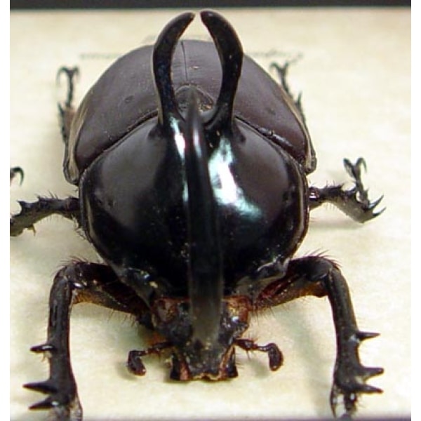 Eupatorus birmanicus Rabbit Ear Beetle Real Framed Taxidermy Display