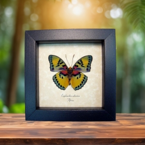 Euphaedra adonina Golden Themis Forester Real Framed Butterfly