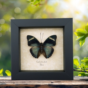 Euphaedra eberti Forester Butterfly Real Framed Taxidermy Display