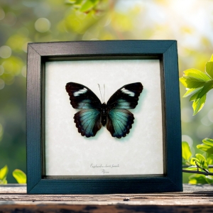 Euphaedra eberti female Forester Butterfly Real Framed Taxidermy Display
