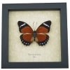 Euphaedra eleus Female Orange Forester Butterfly Framed Taxidermy Display