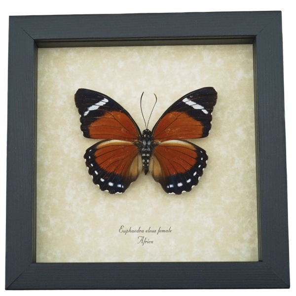 Euphaedra eleus Female Orange Forester Butterfly Framed Taxidermy Display