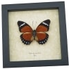 Euphaedra eleus Female Orange Forester Butterfly Framed Taxidermy Display