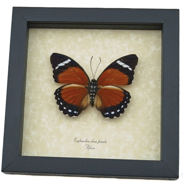 Euphaedra eleus Female Orange Forester Butterfly Framed Taxidermy Display