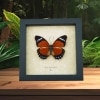 Euphaedra eleus Female Orange Forester Butterfly Framed Taxidermy Display