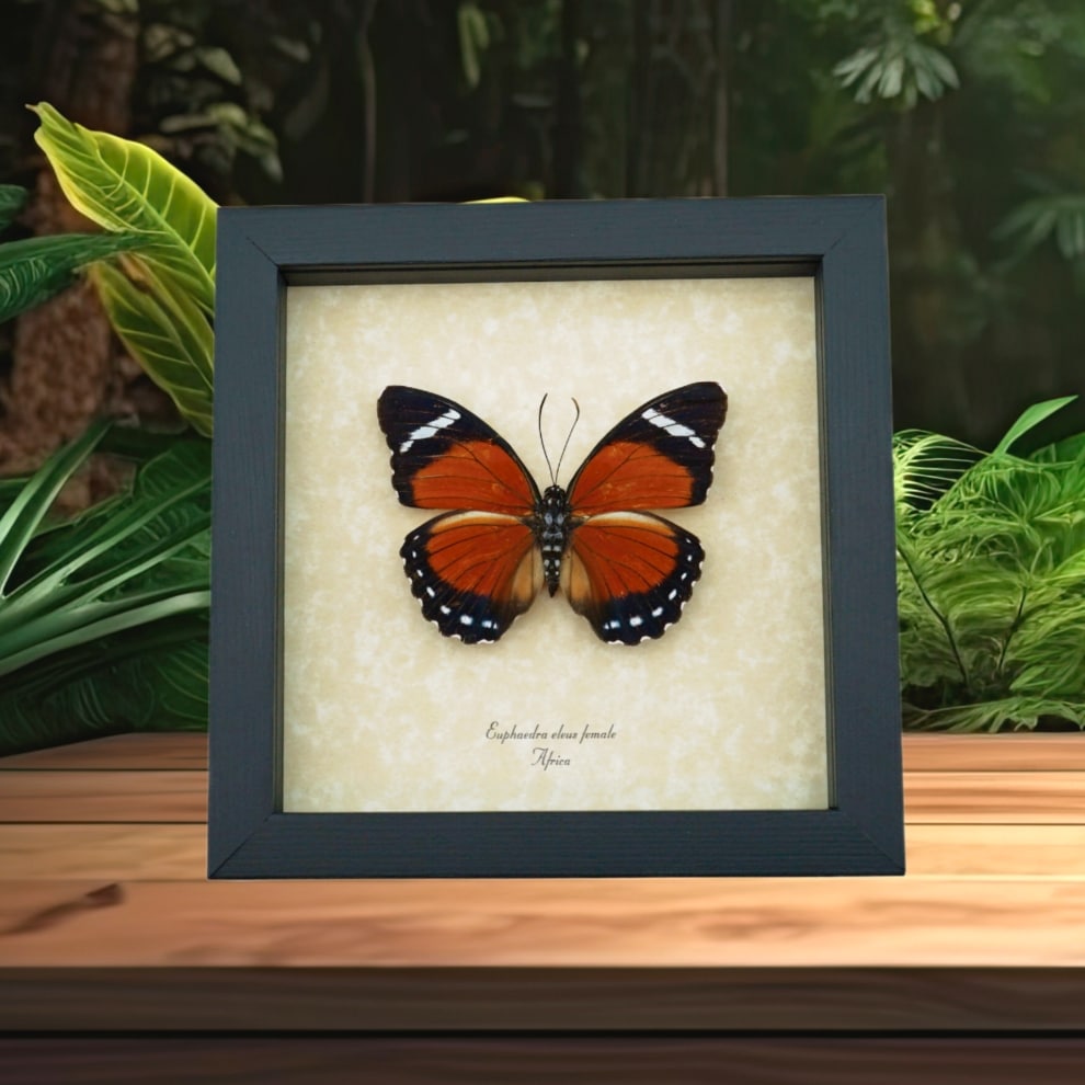 Euphaedra eleus Female Orange Forester Butterfly Framed Taxidermy Display Euphaedra eleus Female Orange Forester Butterfly Framed Taxidermy Display