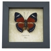 Euphaedra eleus Orange Forester Butterfly Framed Taxidermy Display