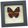 Euphaedra eleus Orange Forester Butterfly Framed Taxidermy Display