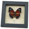 Euphaedra eleus Orange Forester Butterfly Framed Taxidermy Display