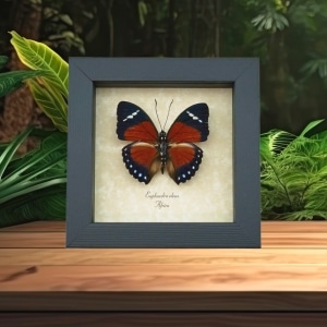 Euphaedra eleus Orange Forester Butterfly Framed Taxidermy Display