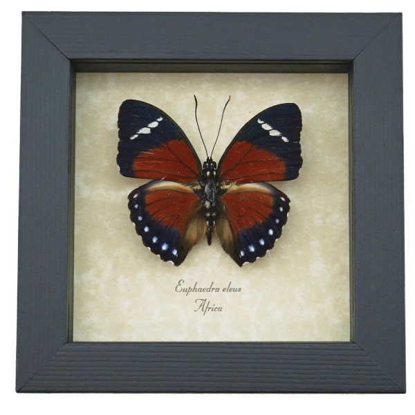 Euphaedra eleus Orange Forester Butterfly Framed Taxidermy Display