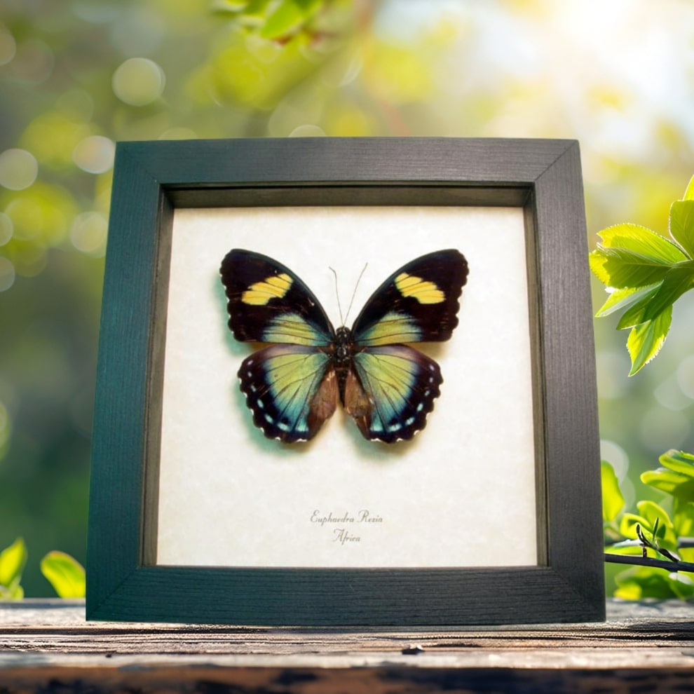 Framed African Butterfly Euphaedra rezia female Taxidermy Display Framed African Butterfly Euphaedra rezia female Taxidermy Display