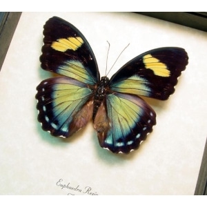 Euphaedra rezia female Framed Butterfly Taxidermy Display