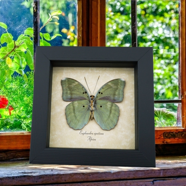 Euphaedra spatiosa Green Forester Butterfly Framed Taxidermy Display