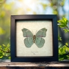 Euphaedra spatiosa female Green Forester African Butterfly Framed Display