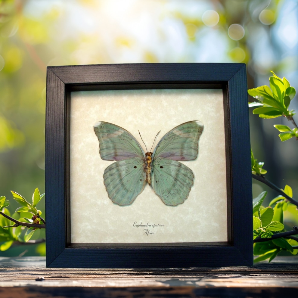 Euphaedra spatiosa female Green Forester African Butterfly Framed Display Euphaedra spatiosa female Green Forester African Butterfly Framed Display