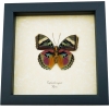 Euphaedra xypete Pink Forester African Butterfly Framed Insect Taxidermy Display