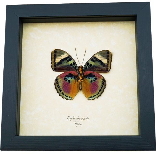 Euphaedra xypete Pink Forester African Butterfly Framed Insect Taxidermy Display