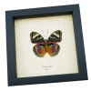 Euphaedra xypete Pink Forester African Butterfly Framed Insect Taxidermy Display
