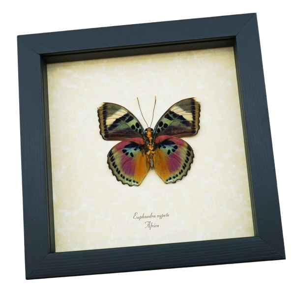Euphaedra xypete Pink Forester African Butterfly Framed Insect Taxidermy Display
