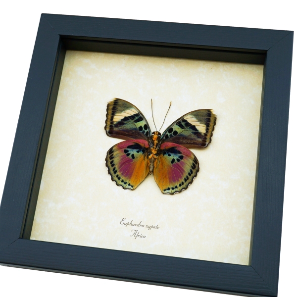 Euphaedra xypete Pink Forester African Butterfly Framed Insect Taxidermy Display