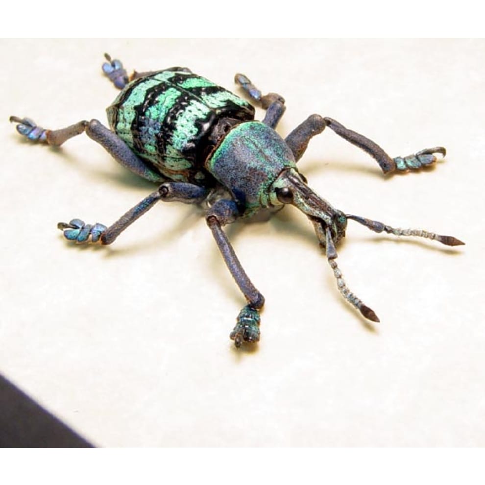 Eupholus magnificus Green Blue Banded Weevil