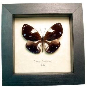 Framed Purple Butterfly Euploea diocletianus Taxidermy Display