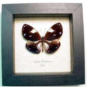 Euploea diocletianus Magpie Crow Purple Butterfly Framed Taxidermy Display