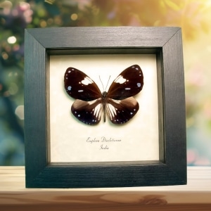 Framed Purple Butterfly Euploea diocletianus Taxidermy Display