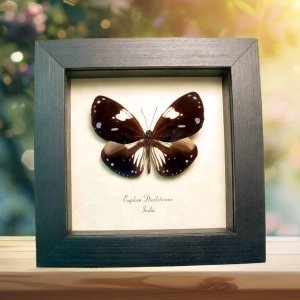 Framed Purple Butterfly Euploea diocletianus Taxidermy Display
