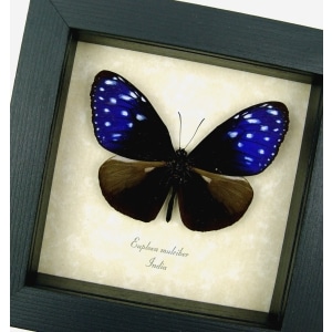 Real Framed Purple Blue Crow Butterfly Euploea mulciber Taxidermy Display