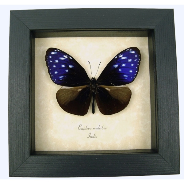 Real Framed Purple Blue Crow Butterfly Euploea mulciber Taxidermy Display