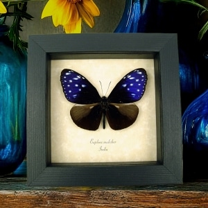 Real Framed Purple Blue Crow Butterfly Euploea mulciber Taxidermy Display