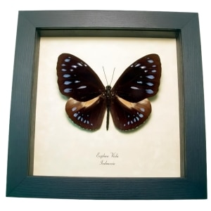 Giant Purple Butterfly Euploea viola Framed Taxidermy Display
