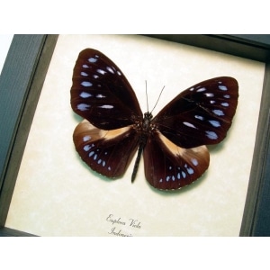 Euploea viola Giant Purple Butterfly Framed Taxidermy Display