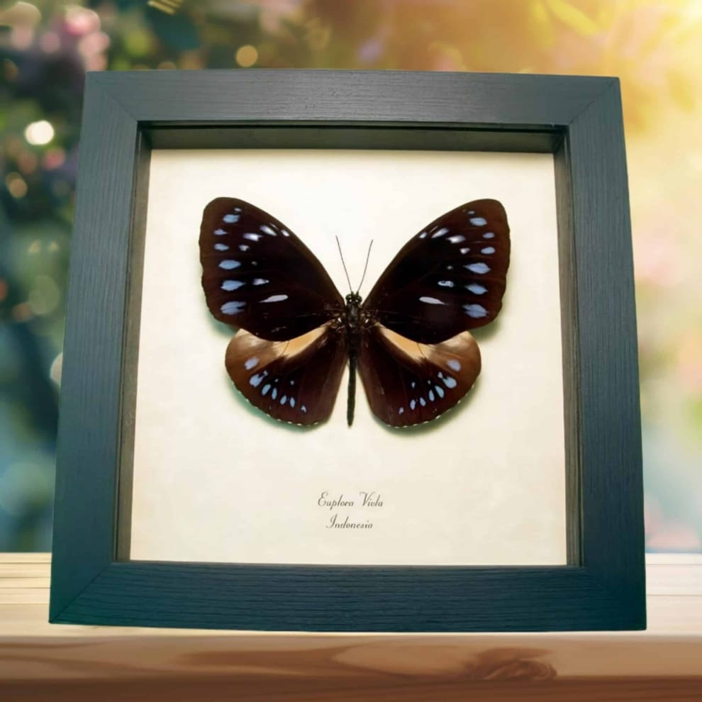 Giant Purple Butterfly Euploea viola Framed Taxidermy Display